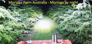 Moringa Farm Australia by Night