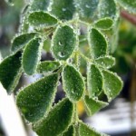 Moringa Farm Australia