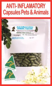 Anti inflammatory CAPSULES Pets Animals